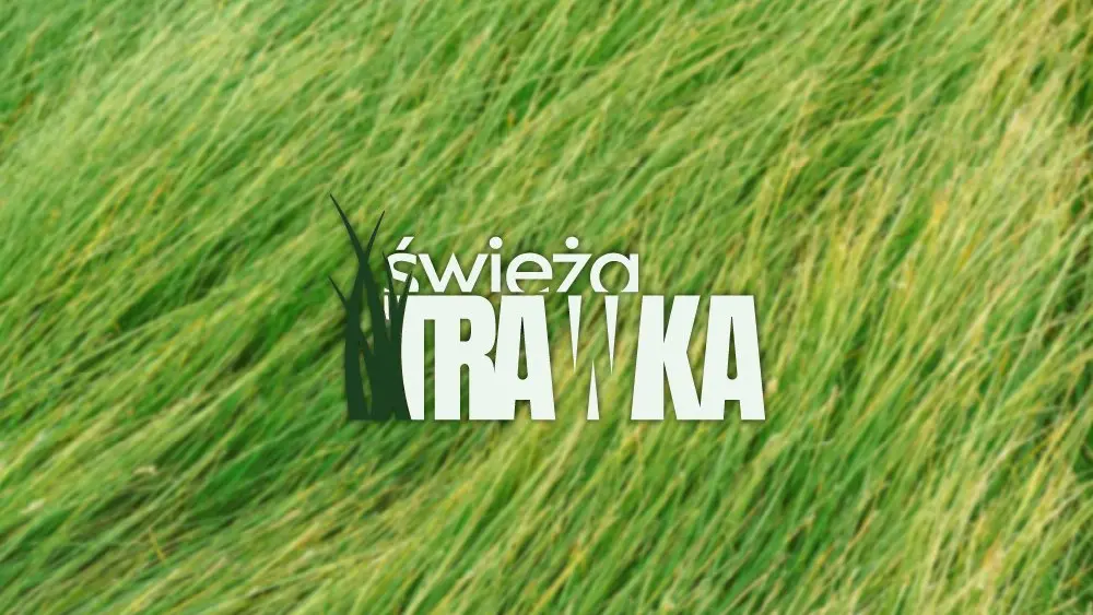 Logo Świeża Trawka na tle wysokiej trawy