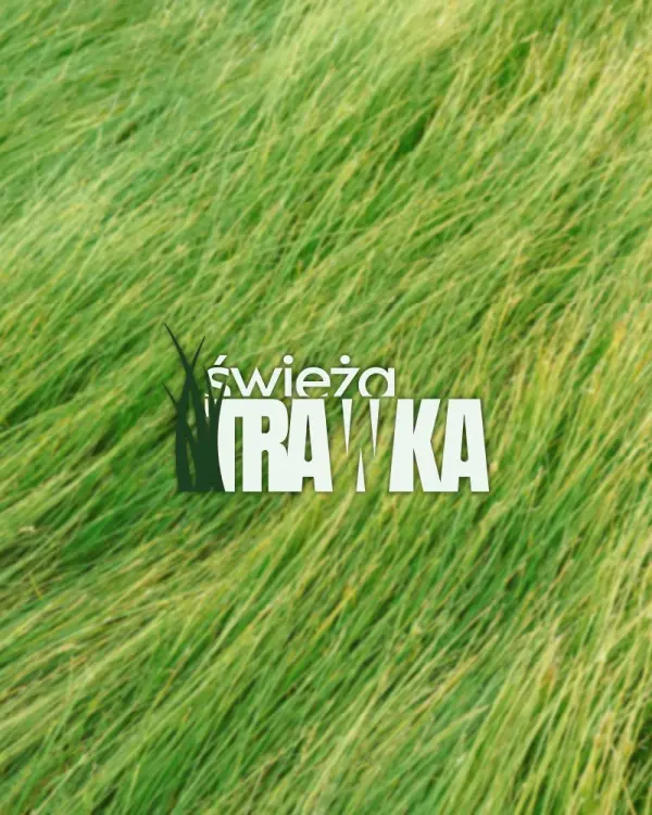 Logo Świeża Trawka na tle wysokiej trawy